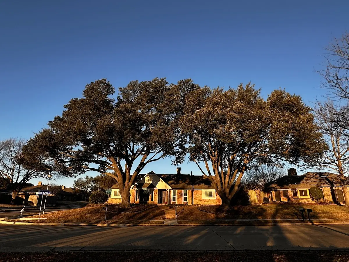 Established residential canopy tree shading a home in Wingo